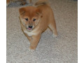 catei-shiba-inu-pentru-o-casa-buna-small-0