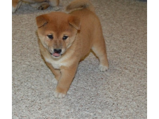 Căței shiba inu pentru o casă bună