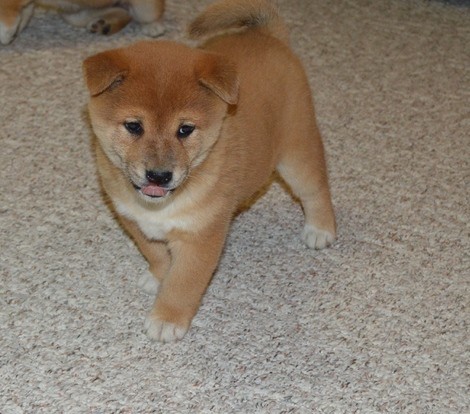 catei-shiba-inu-pentru-o-casa-buna-big-0