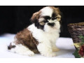 catei-shiba-inu-pentru-o-familie-buna-spre-adoptie-small-0