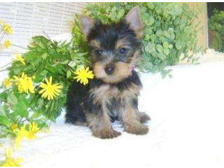 Căței de Yorkshire Terrier gata de adopție