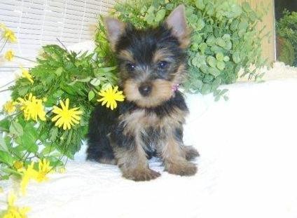 catei-de-yorkshire-terrier-gata-de-adoptie-big-0