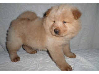 Căței chow chow gata de plecare