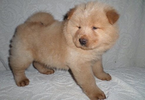 catei-chow-chow-gata-de-plecare-big-0