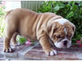 pui-de-buldog-englez-gata-de-plecare-small-0