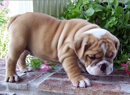 pui-de-buldog-englez-gata-de-plecare-big-0