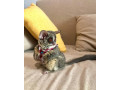 un-pui-dragut-de-tufis-pentru-o-casa-buna-small-0