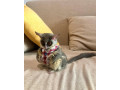 un-pui-dragut-de-tufis-pentru-o-casa-buna-small-2