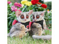 un-pui-dragut-de-tufis-pentru-o-familie-buna-small-0