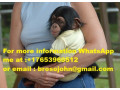 pui-de-cimpanzeu-gata-de-adoptie-intr-o-casa-buna-small-0