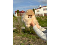 catei-pomeranian-pentru-o-casa-buna-small-0