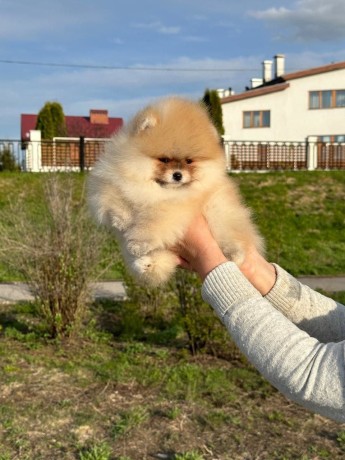 catei-pomeranian-pentru-o-casa-buna-big-0