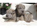 catei-shar-pei-pentru-o-casa-buna-small-1