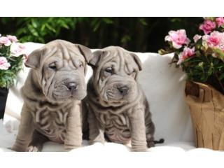 Căței shar pei pentru o casă bună