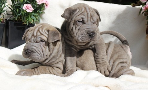 catei-shar-pei-pentru-o-casa-buna-big-1