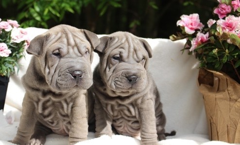 catei-shar-pei-pentru-o-casa-buna-big-0