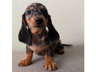 Căței dachshund pentru o familie bună