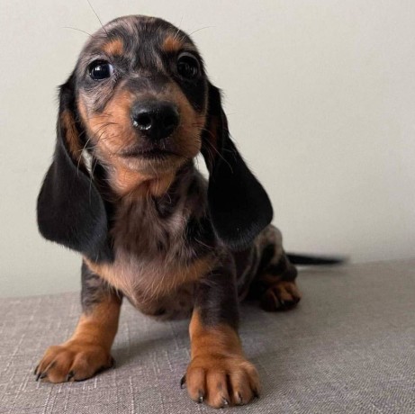 catei-dachshund-pentru-o-familie-buna-big-0