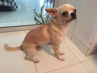Căței de chihuahua pentru o familie bună