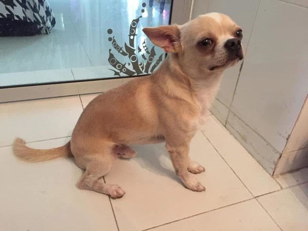 catei-de-chihuahua-pentru-o-familie-buna-big-0