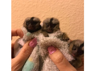 Maimuțe marmoset adorabile disponibile