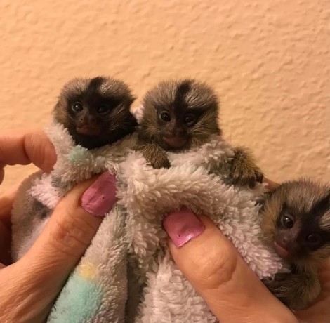 maimute-marmoset-adorabile-disponibile-big-0