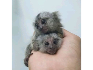 Maimuțe marmoset sănătoase de vânzare