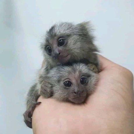 maimute-marmoset-sanatoase-de-vanzare-big-0