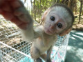 maimute-capucine-frumoase-si-adorabile-gratuite-small-0