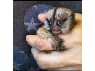 Maimuțe Marmoset de vânzare
