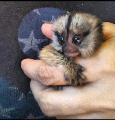maimute-marmoset-de-vanzare-big-0