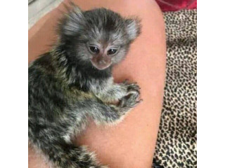 Pui de maimuță marmoset disponibil