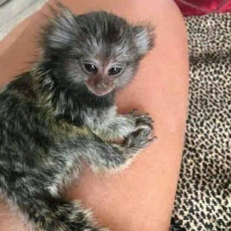 pui-de-maimuta-marmoset-disponibil-big-0