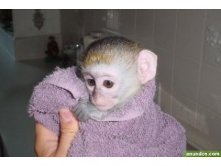 Doi pui adorabili de maimuță capucin disponibili