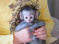 maimuta-capucina-draguta-si-adorabila-small-0