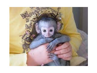 Maimuță capucină drăguță și adorabilă