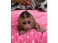 capucini-dresati-pentru-adoptie-small-0