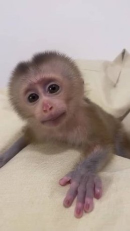 maimuta-capucina-draguta-si-adorabila-big-0