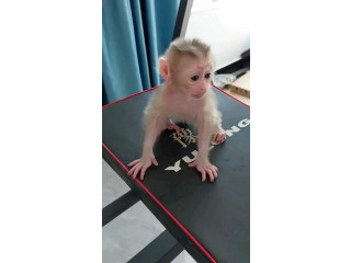 Maimuță Marmoset Pigmeu Fermecătoare de Vânzare