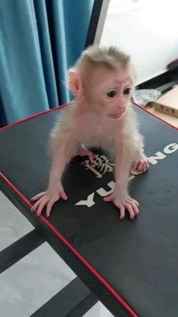 maimuta-marmoset-pigmeu-fermecatoare-de-vanzare-big-0