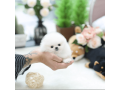 catelusi-superbi-de-pomeranian-de-vanzare-small-0