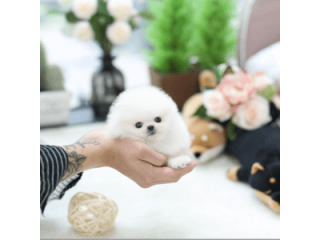 Cățeluși superbi de Pomeranian de vânzare.