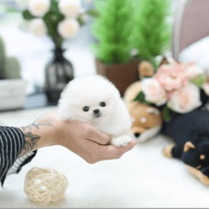 catelusi-superbi-de-pomeranian-de-vanzare-big-0