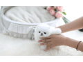catelusi-fermecatori-de-pomeranian-de-vanzare-small-0