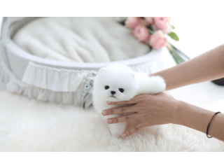 Cățeluși fermecători de Pomeranian de vânzare.