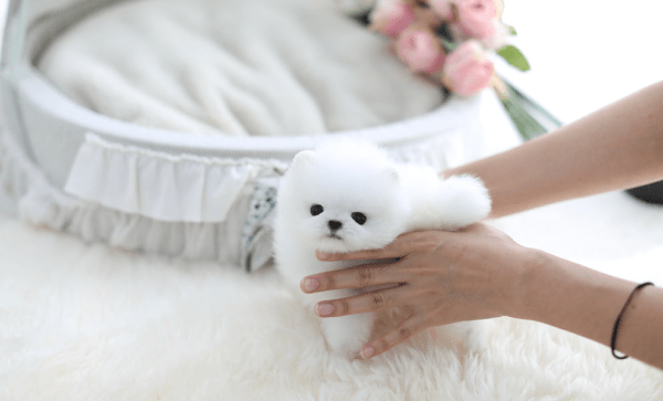 catelusi-fermecatori-de-pomeranian-de-vanzare-big-0