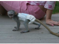 puisori-superbi-de-maimuta-marmoset-de-vanzare-small-0