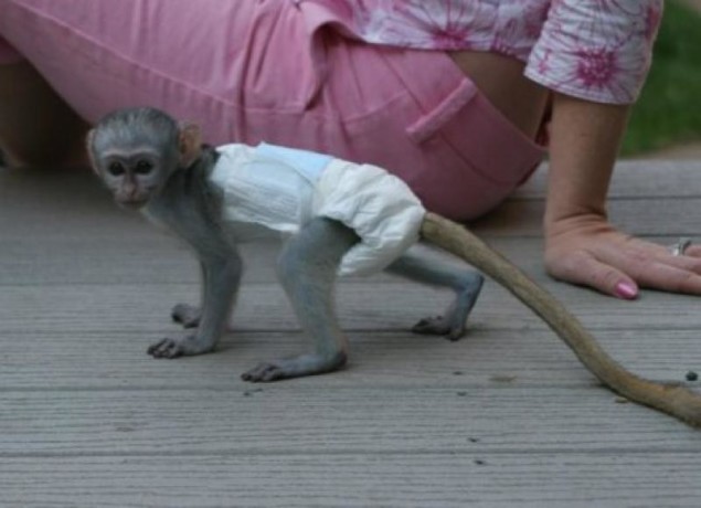 puisori-superbi-de-maimuta-marmoset-de-vanzare-big-0