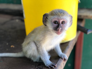 2 Maimuțe capucin tinere adorabile spre adopție