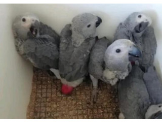 Papagali gri africani sănătoși de vânzare